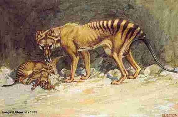 thylacine Gleeson.jpg (14389 bytes)